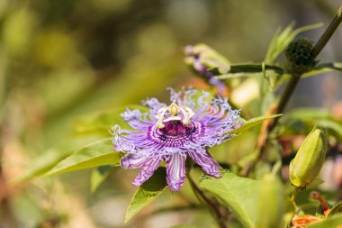 Mor tutku çiçek Passiflora caerulea 