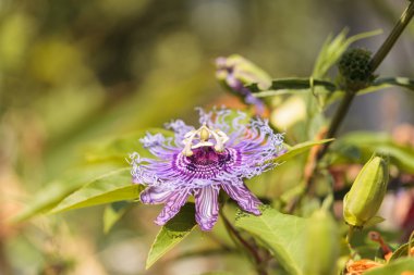 Mor tutku çiçek Passiflora caerulea 