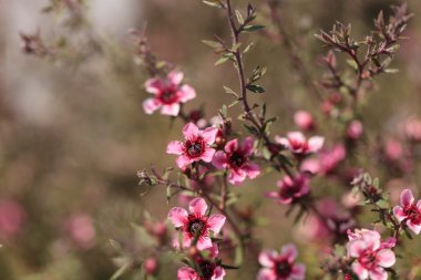 Leptospermum çay ağacı üzerinde minik pembe çiçekler