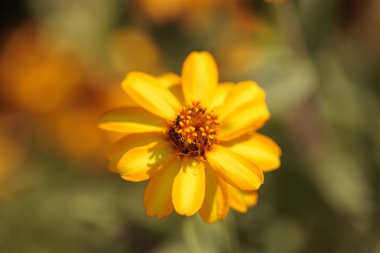 Zinnia çiçeği, Zinnia elegans