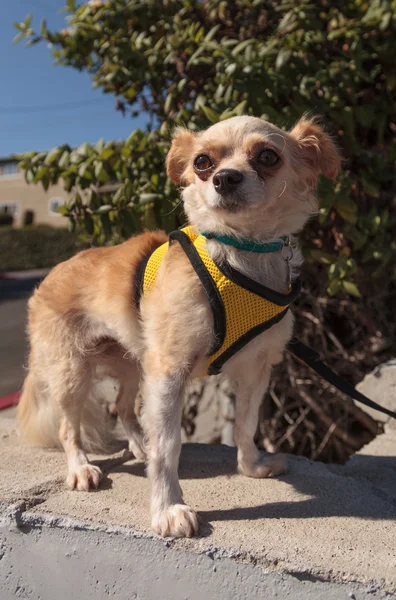 Mała blond Chihuahua Szczenięta psów — Zdjęcie stockowe
