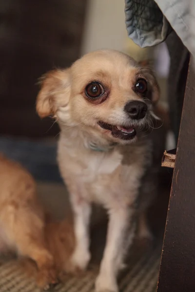 Kleiner blonder Chihuahua-Welpe — Stockfoto