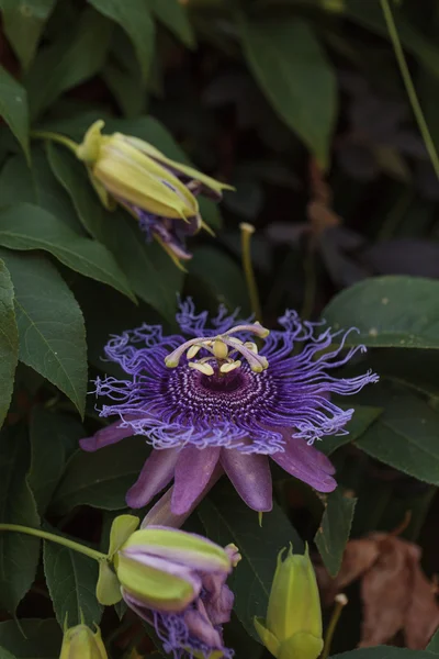 Púrpura flor de la pasión Passiflora caerulea — Foto de Stock