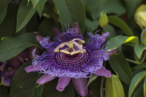 Púrpura flor de la pasión Passiflora caerulea — Foto de Stock