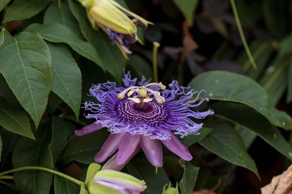 Púrpura flor de la pasión Passiflora caerulea — Foto de Stock