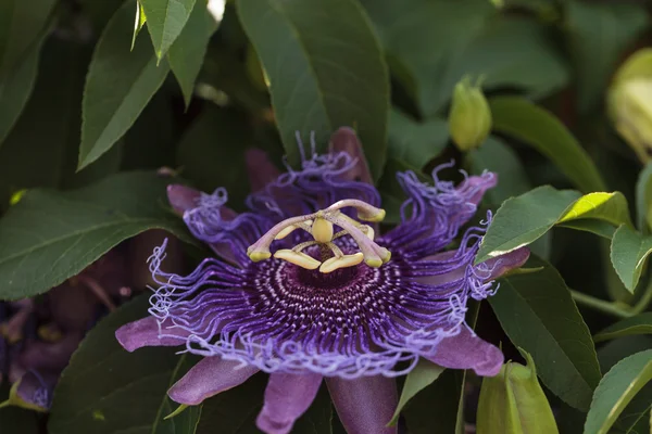 Púrpura flor de la pasión Passiflora caerulea — Foto de Stock