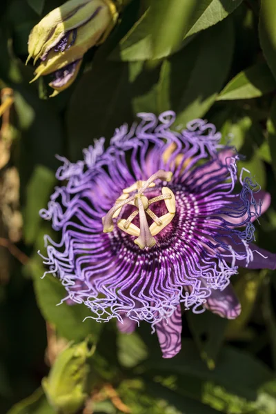 Púrpura flor de la pasión Passiflora caerulea — Foto de Stock