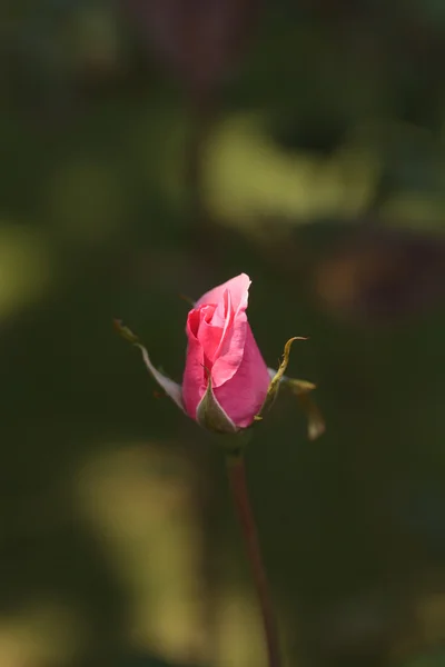 Róża na zielonym tle — Zdjęcie stockowe
