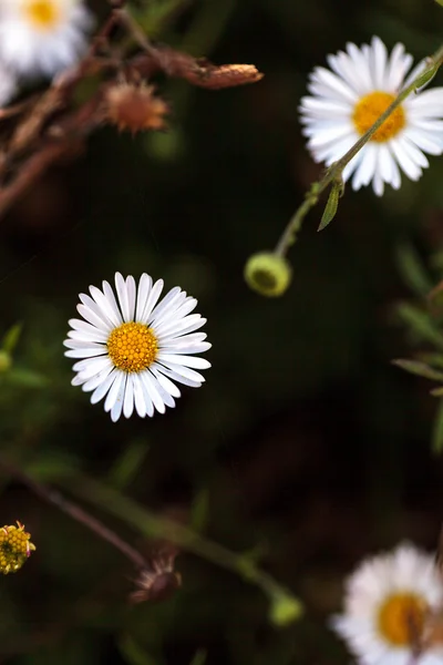 Winzige weiße Flohblume Gänseblümchen erigeron Blume — Stockfoto
