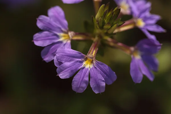 Bunga verbena ungu — Stok Foto