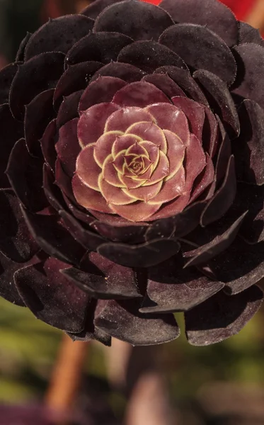 Rojo oscuro Suculenta Echeveria pulidonis — Foto de Stock