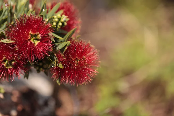 Flor de hojaldre roja espinosa Calliandra haematocephala — Foto de Stock