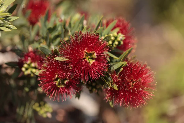 Flor de hojaldre roja espinosa Calliandra haematocephala — Foto de Stock