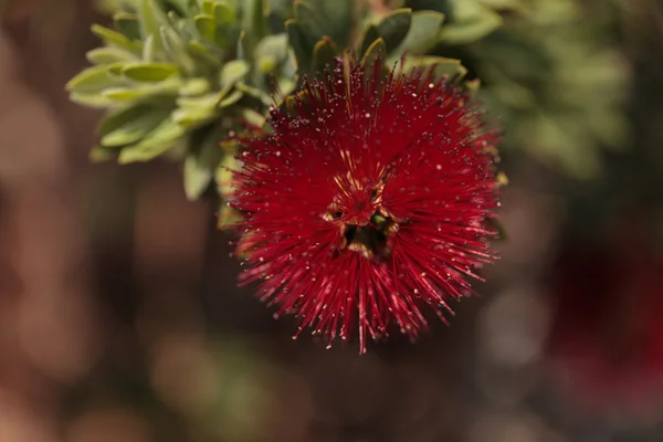 Flor de hojaldre roja espinosa Calliandra haematocephala — Foto de Stock