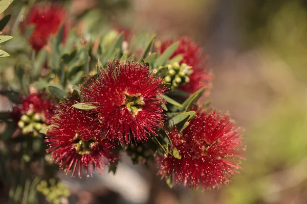 Flor de hojaldre roja espinosa Calliandra haematocephala — Foto de Stock