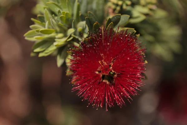 Flor de hojaldre roja espinosa Calliandra haematocephala — Foto de Stock