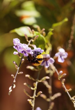 Siyah ve sarı Western Bumble bee Bombus occidentalis 