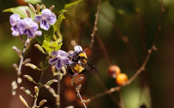 Black and yellow Western Bumble bee Bombus occidentalis — Stock Photo, Image