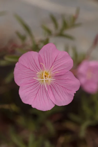 Afscheid van Lente roze wilde bloem — Stockfoto