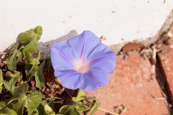 Paarse rouw glorie bloem Ipomoea tricolor — Stockfoto