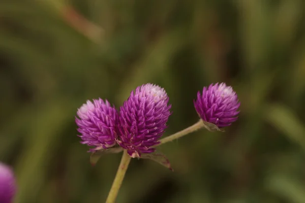 Purple headed Gomphrena flower — Stock Photo, Image