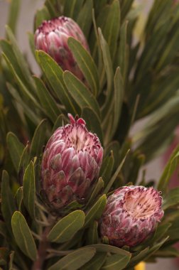 Pembe prenses protea grandiceps