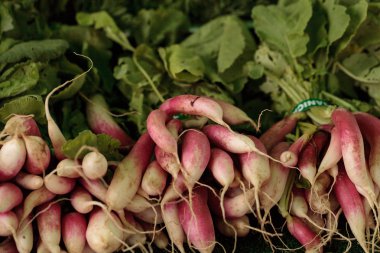 Organik kırmızı ve beyaz turp 