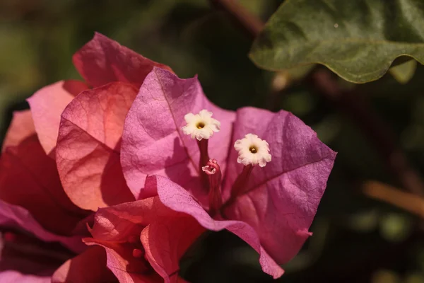 Bougainvillea bush révy — Stock fotografie