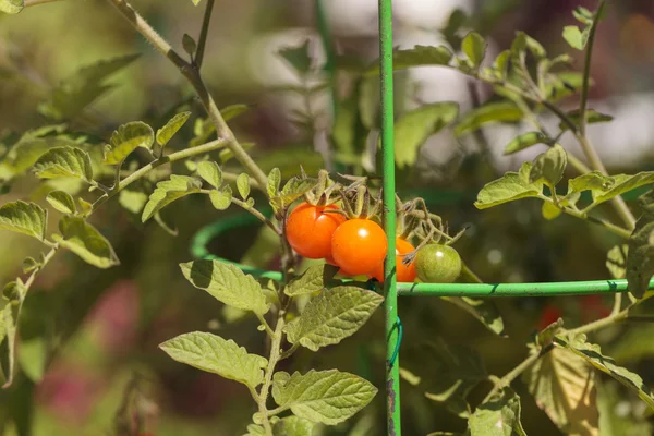 Tomates Cherry creciendo en un jardín orgánico —  Fotos de Stock