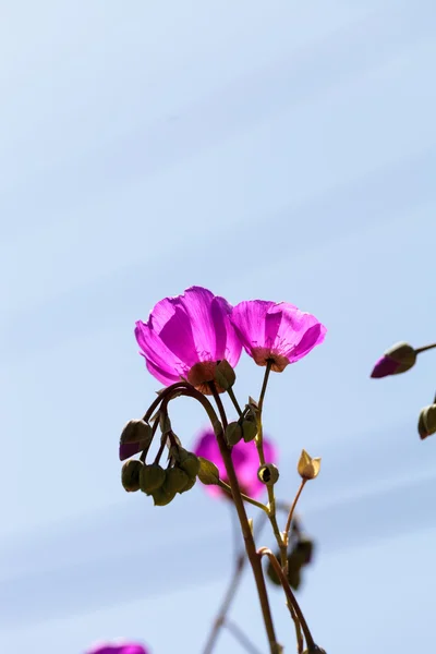 Helder roze bloemen van rock postelein bloem — Stockfoto