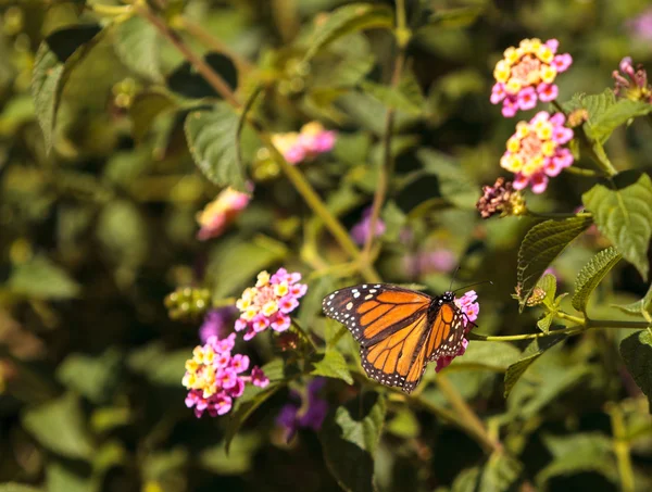 Motýl monarcha, Danaus plexippus — Stock fotografie
