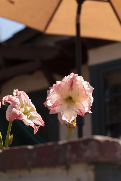 Kırmızı ve beyaz Paskalya lily çiçek Lilyum longiflorum — Stok fotoğraf