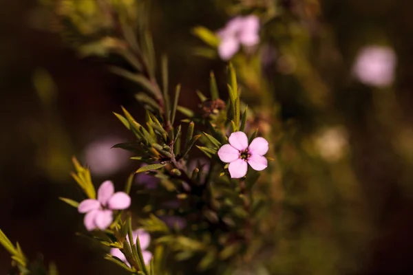 Malé růžové květy na Leptospermum Tea Tree — Stock fotografie