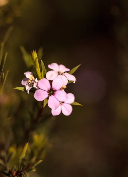 Крошечные розовые цветки на чайном дереве Леппермум — стоковое фото