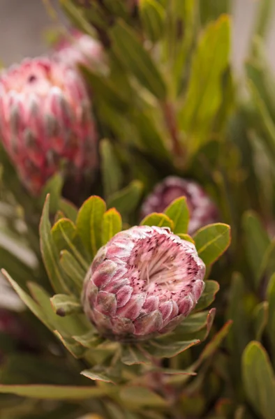 Rosa princesa protea grandiceps — Foto de Stock