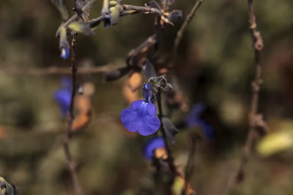 Malé fialové modré salvia květ — Stock fotografie