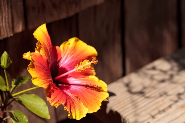 Zonsondergang Hibiscus bloem — Stockfoto