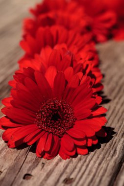 Kırmızı Gerbera'lardan kümelenmiş