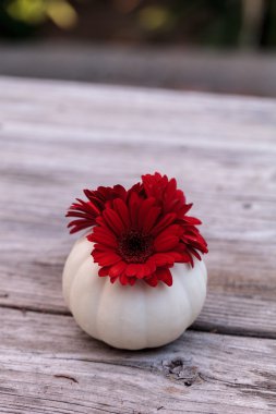 Kırmızı gerbera daisy bir oyma beyaz Casper balkabağı içinde