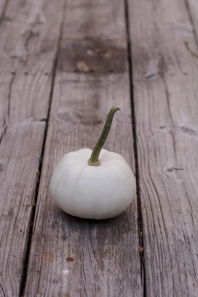 White Casper pumpkin — Stock Photo, Image