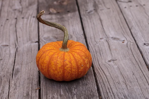 Pequeña calabaza naranja —  Fotos de Stock