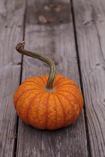 Pequeña calabaza naranja —  Fotos de Stock