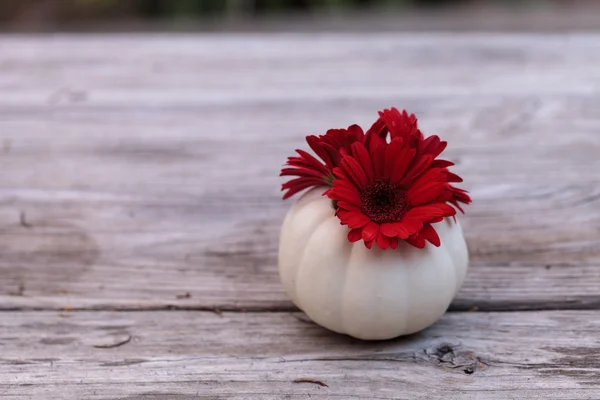 Margarita gerbera roja en una calabaza Casper blanca tallada —  Fotos de Stock