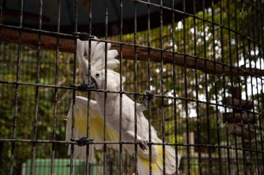 Cacatua alba büyük bir kafeste esaret altında..