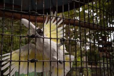 Cacatua alba büyük bir kafeste esaret altında..