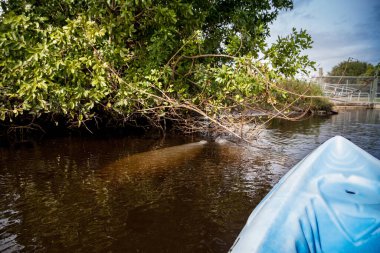 Batı Hint denizayısı Trichechus Manatus Fort Myers, Florida 'da bir kanonun yanında Orange River' da yüzüyor..