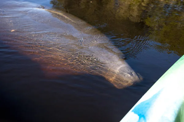 Westindische Seekühe Trichechus Manatus Schwimmt Orange River Der Nähe Eines — Stockfoto