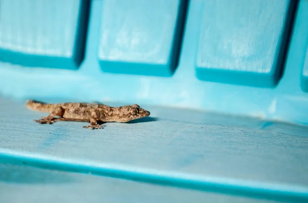 Adult Mediterranean House Gecko Hemidactylus Turcicus Basks Sun Aqua Blue — Stock Photo, Image