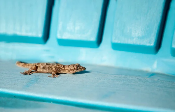 Adult Mediterranean House Gecko Hemidactylus Turcicus Basks Sun Aqua Blue — Stock Photo, Image