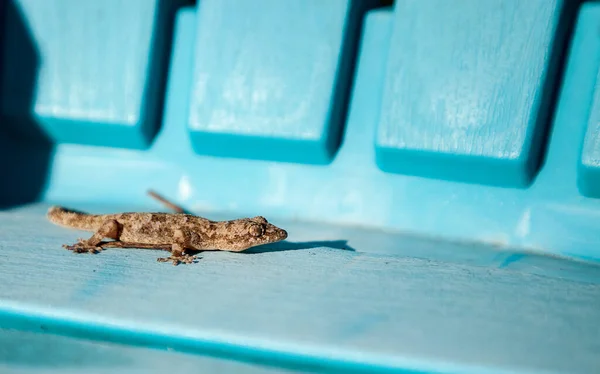 Adult Mediterranean House Gecko Hemidactylus Turcicus Toma Sol Una Silla — Foto de Stock